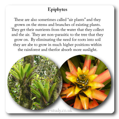 rainforest epiphytyes and bromeliads